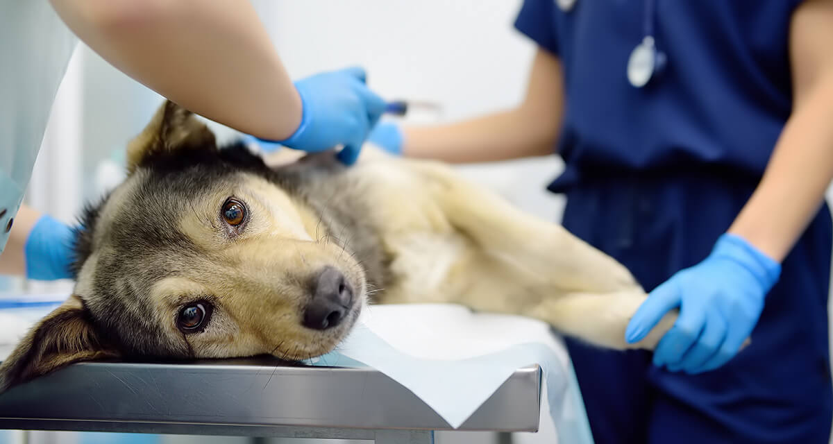 Wenn es darauf ankommt: Krankenversicherung für deinen Hund Ein Hund bei der Behandlung beim Tierarzt
